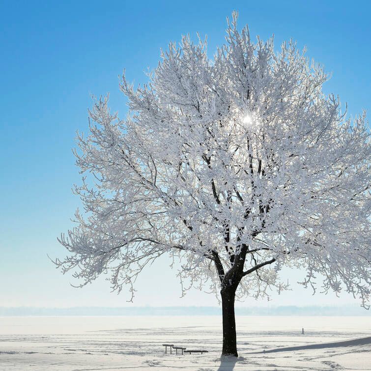 iStock_000022933457Medium2.jpg