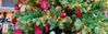juletree.jpg