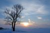 tree-nature-horizon-branch-snow-cold-793295-pxhere.com (1).jpg