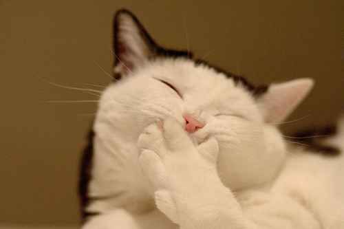 funny_picture_cat_picture_ehpien_cat_click_on_this_post_s500x333_47107_580-s500x333-140626