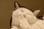 funny_picture_cat_picture_ehpien_cat_click_on_this_post_s500x333_47107_580-s500x333-140626