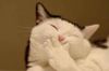 funny_picture_cat_picture_ehpien_cat_click_on_this_post_s500x333_47107_580-s500x333-140626