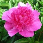 kiinanpioni-paeonia-bouqet-perfect-.jpg