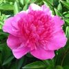 kiinanpioni-paeonia-bouqet-perfect-.jpg