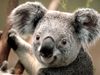 Koala bild.jfif