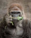 Gorilla looking angry.jpg