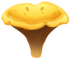 Yelow_Chanterelle_Mushroom_PNG_Clipart-1197.png