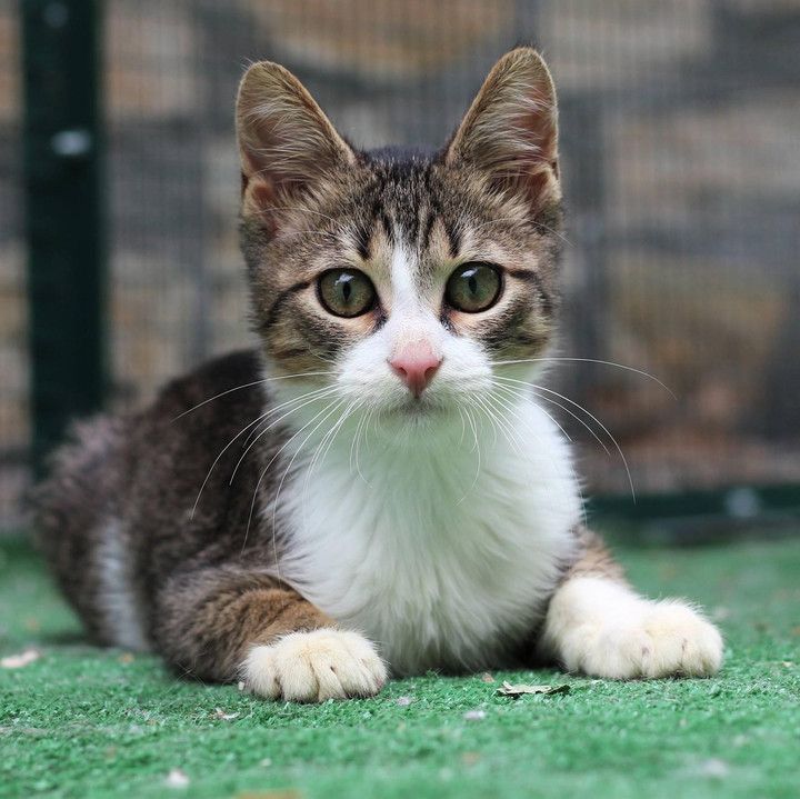 cut cat serhio 02-1813x1811-720x719.jpg