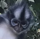 Monkey 2.png