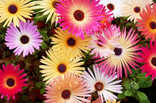 middagsblomst 1.jpg
