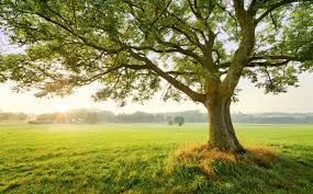 tree.jfif