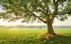 tree.jfif