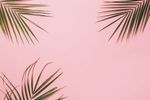 palmbladen-op-een-roze-achtergrond_1429-3938.jpg