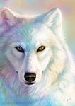 lobo.jpg