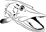 hauki.png