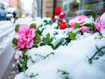 Maiblomster_snø.jpg