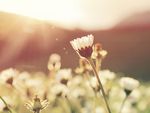 Sommerblomster.jpg