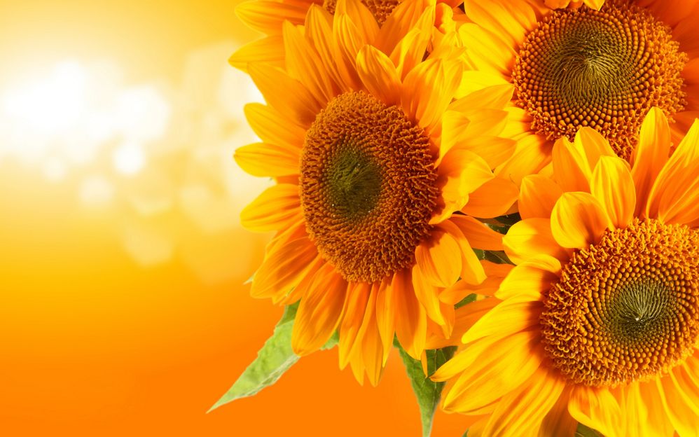 Sunflowers-flowers-33340979-2880-1800.jpg