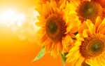 Sunflowers-flowers-33340979-2880-1800.jpg