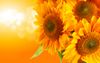 Sunflowers-flowers-33340979-2880-1800.jpg