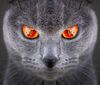 Sauroncat_edit.jpg