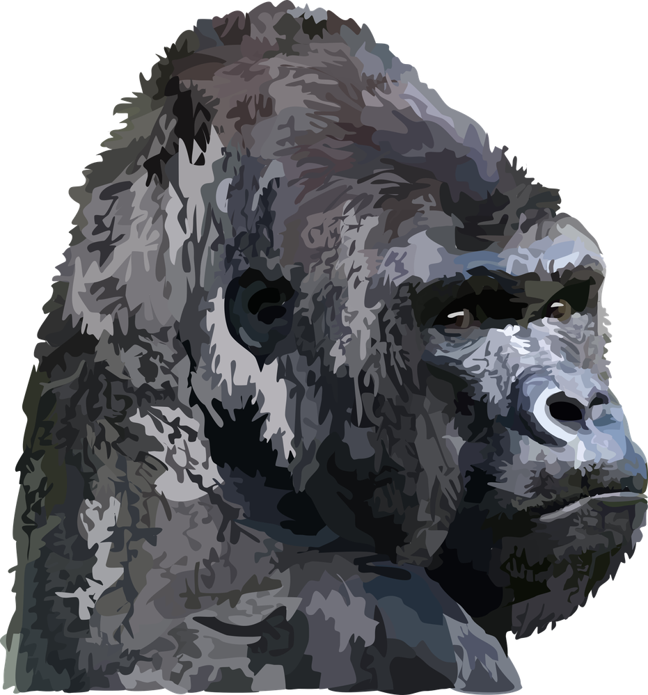 animal-3329963.png