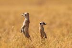 album_large_4090556.jpg