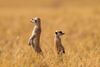 album_large_4090556.jpg