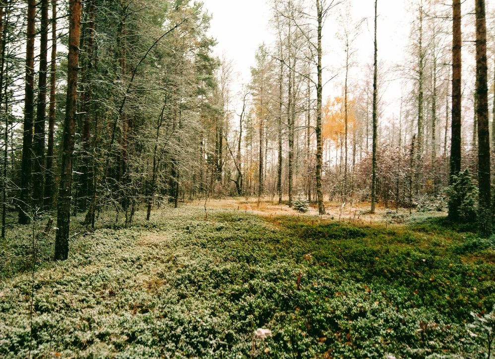 METSÄ.jpg
