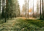 METSÄ.jpg