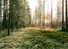 METSÄ.jpg