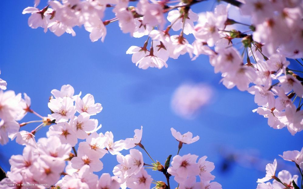 Cherry.jpg