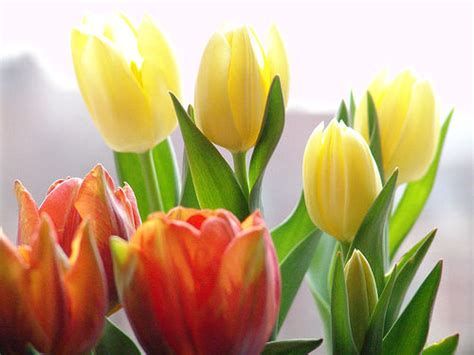 tulipaner.jpg