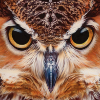 Profil (Anonymous)