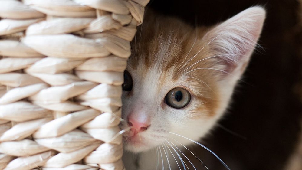 kitten-440379.jpg