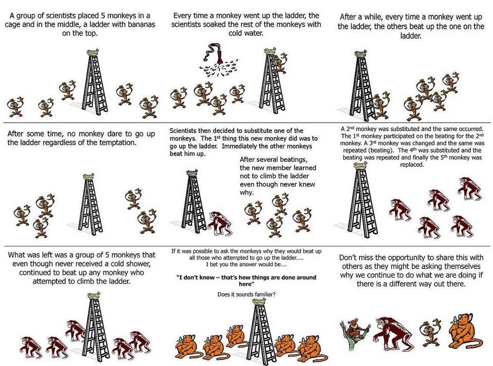 monkey.jpg