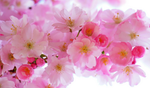 blomma.PNG