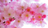 blomma.PNG