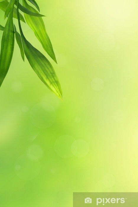 fotobehang-mooie-groene-achtergrond-met-bamboe-bladeren_jpg.jpg