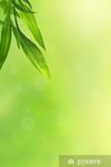 fotobehang-mooie-groene-achtergrond-met-bamboe-bladeren_jpg.jpg